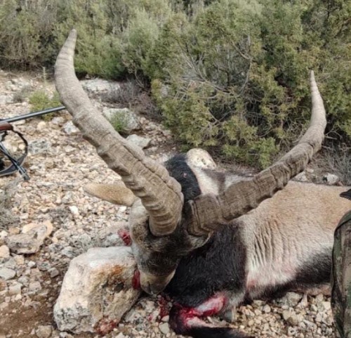 imagen de RECECHO DE MACHO MONT&Eacute;S DE 60 a 65 cm