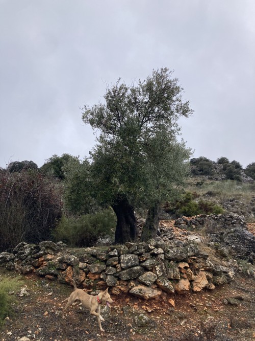 imagen de CAZA MENOR EN JA&Eacute;N