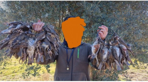 imagen de Tarjetas para coto de zorzal 