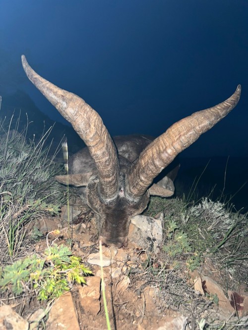 imagen de Paquete de Macho montes + 2 hembras 
