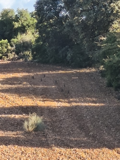 imagen de Cacer&iacute;as de perdiz 