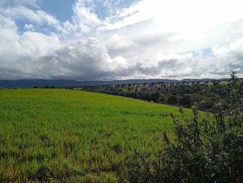imagen de Tirada de palomas media veda
