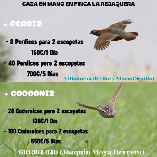 imagen de Caza en Mano. 