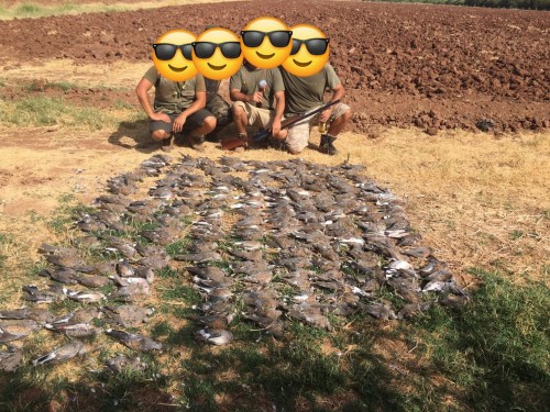 imagen de Caza de tortola en Marruecos