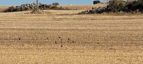imagen de Coto caza menor en Burgos