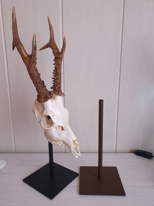 imagen de Pedestal trofeo de corzo craneo 