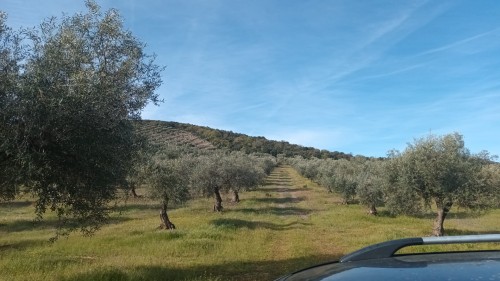 imagen de Tirada de Palomas Media Veda