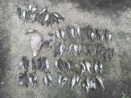imagen de Targeta coto de caza en L&eacute;rida 
