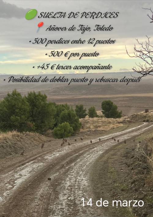 imagen de Suelta de Perdices en Toledo 
