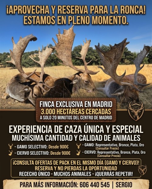 imagen de Rececho de gamo en Madrid 