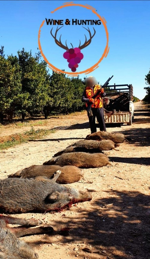imagen de Caza del jabali en Marruescos 2025/2026
