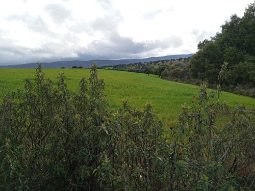 imagen de Oportunidad finca para cetrer&iacute;a 