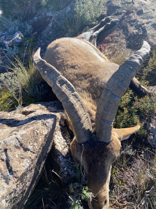 imagen de Rececho Macho Montes Selectivo