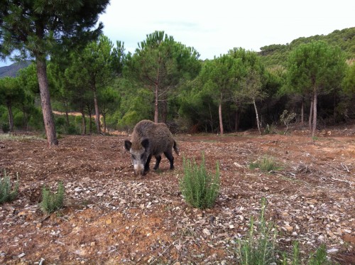 imagen de BUSCO COTO DE CAZA MAYOR PARA ARRENDAR EN CATALU&Ntilde;A