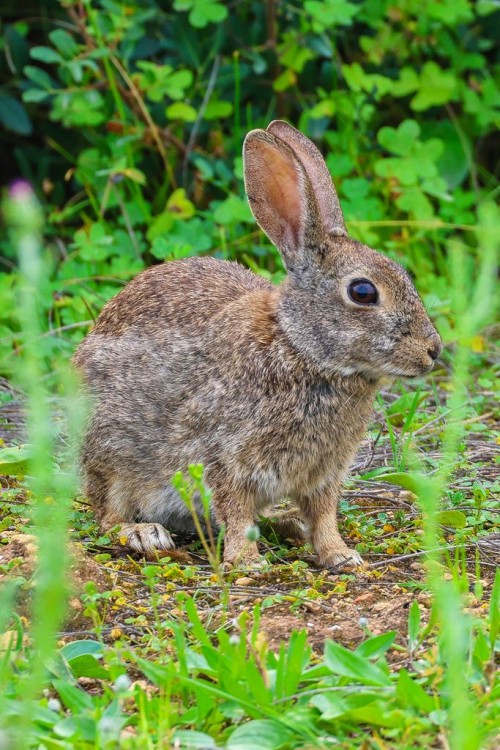 imagen de Venta de conejos ORYCTOLAGUS CUNICULUS ALGIRUS