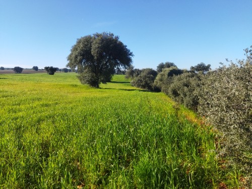 imagen de Socio para finca peque&ntilde;a de caza mayor 