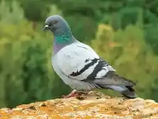 imagen de Compra de palomas 