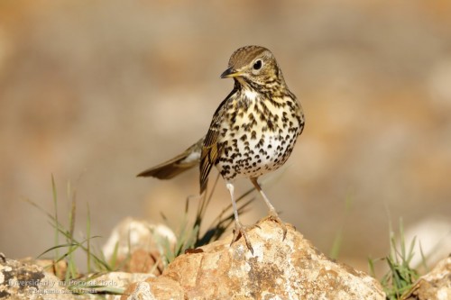imagen de Zorzales