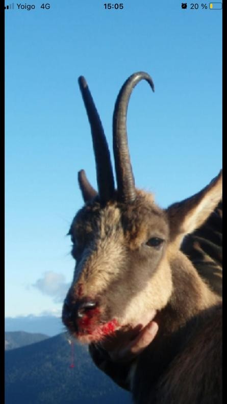 imagen de SARRIO /ISARD EN EL PIRINEO SELECTIVO MACHO O HEMBRA. 