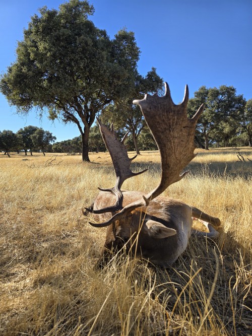 imagen de Se vende en Madrid rececho de gamo o muflon selectivo 