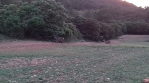 imagen de RECECHO VENADO Y GAMO