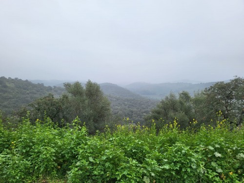 imagen de Finca cineg&eacute;tica de caza 
