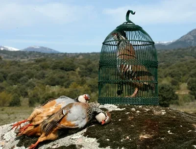 imagen de Accion Perdiz Reclamo