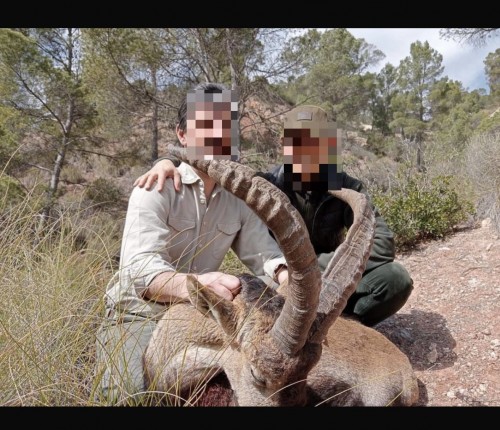 imagen de Rececho de Macho montes de 45 a 55 cm 