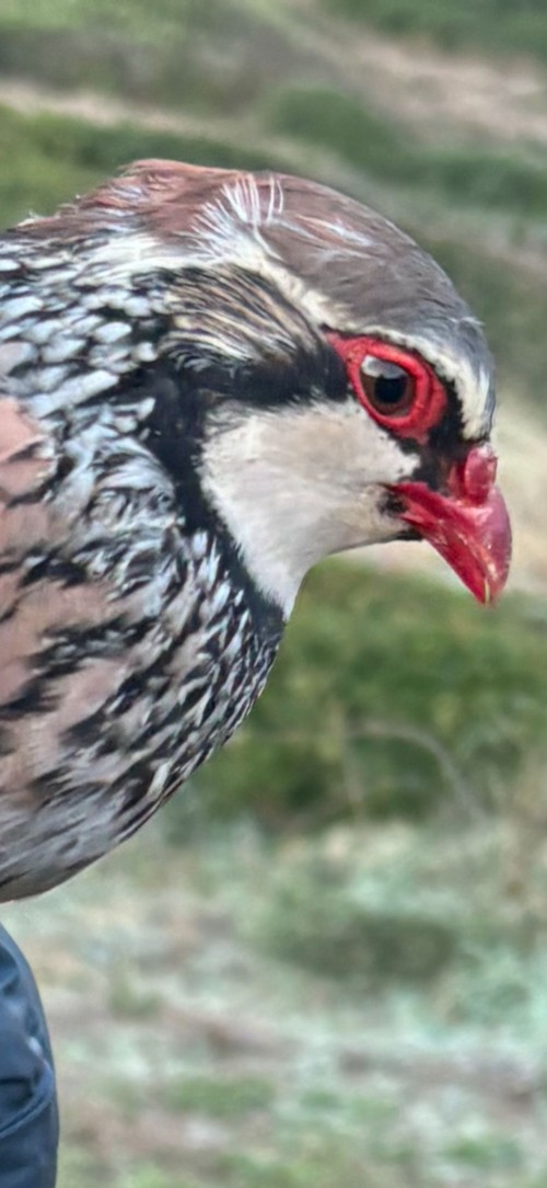 imagen de Venta de Perdiz Roja 