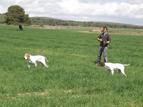 imagen de CACER&Iacute;AS DE CODORNIZ EN CASTILLA - LA MANCHA