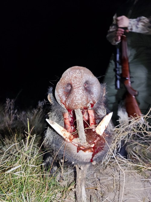 imagen de Busco trabajo!!!! Guia de caza, tambi&eacute;n vendo cacer&iacute;a de b&uacute;falo, ciervo, jabal&iacute;, antilope. Entre otros  La pampa argenti