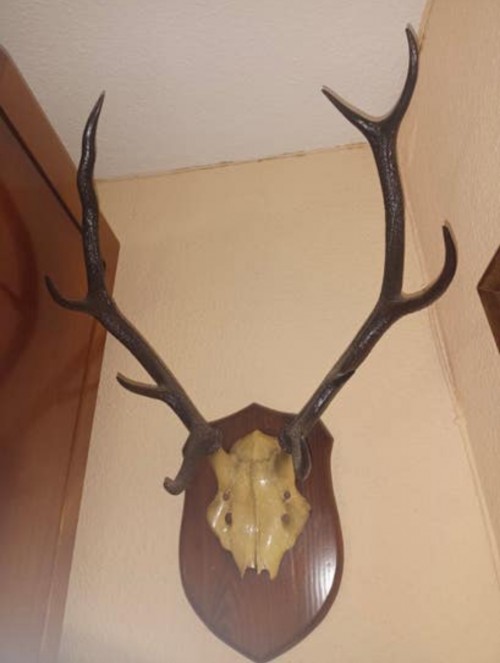 imagen de Cornamentas gamo y venado