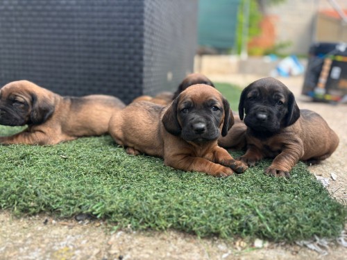 imagen de Sabuesos de Baviera