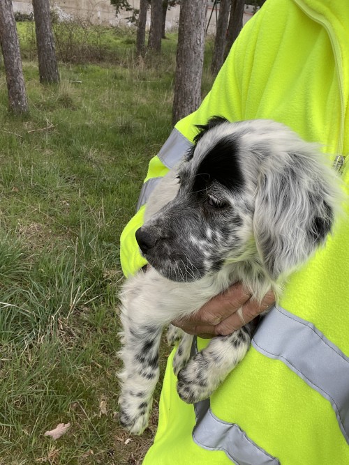 imagen de Cachorro de setter 