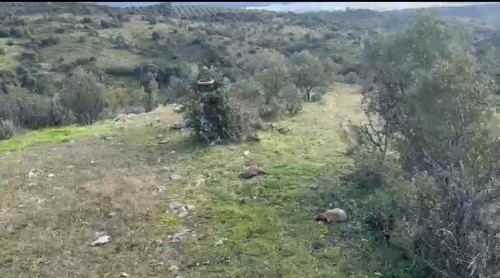 imagen de Cacer&iacute;as de Perdiz con Reclamo