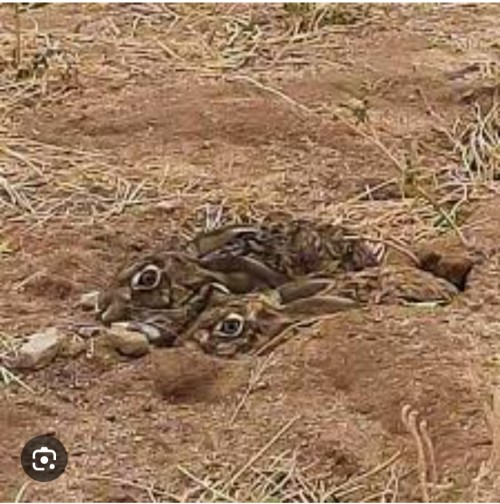 imagen de Busco tarjeta para cazar con galgos en salamanca o alrededores 