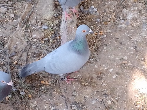 imagen de Palomas Azul Gasconia