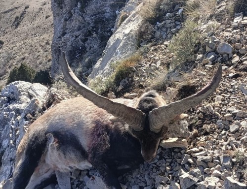 imagen de Macho montes de 61 cm a 71 cm 
