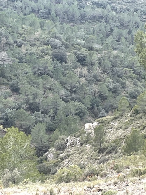 imagen de Busco finca caza mayor vallada 
